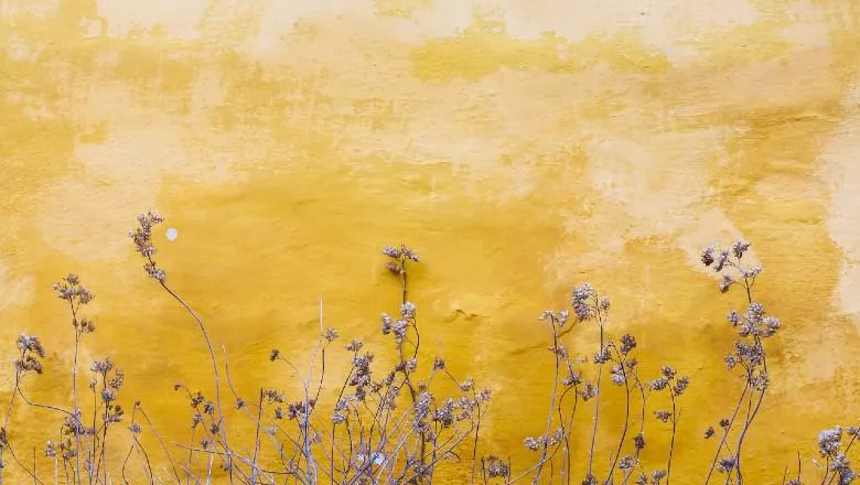 Light purple flowers growing in front of a yellow wall.