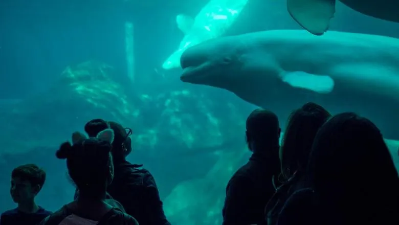 children at aquarium with beluga - by kristof vizy - 780x440