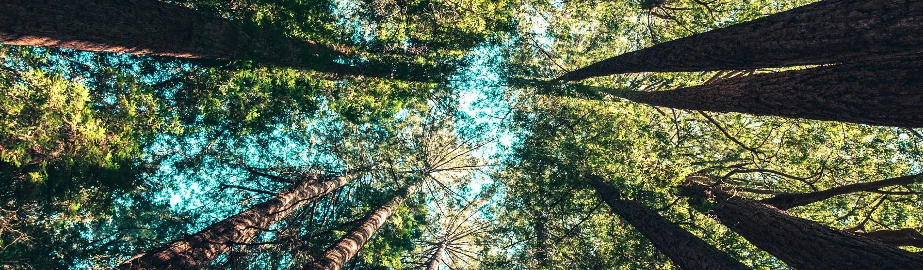 Trees going up to sky - by casey-horner-1903x558