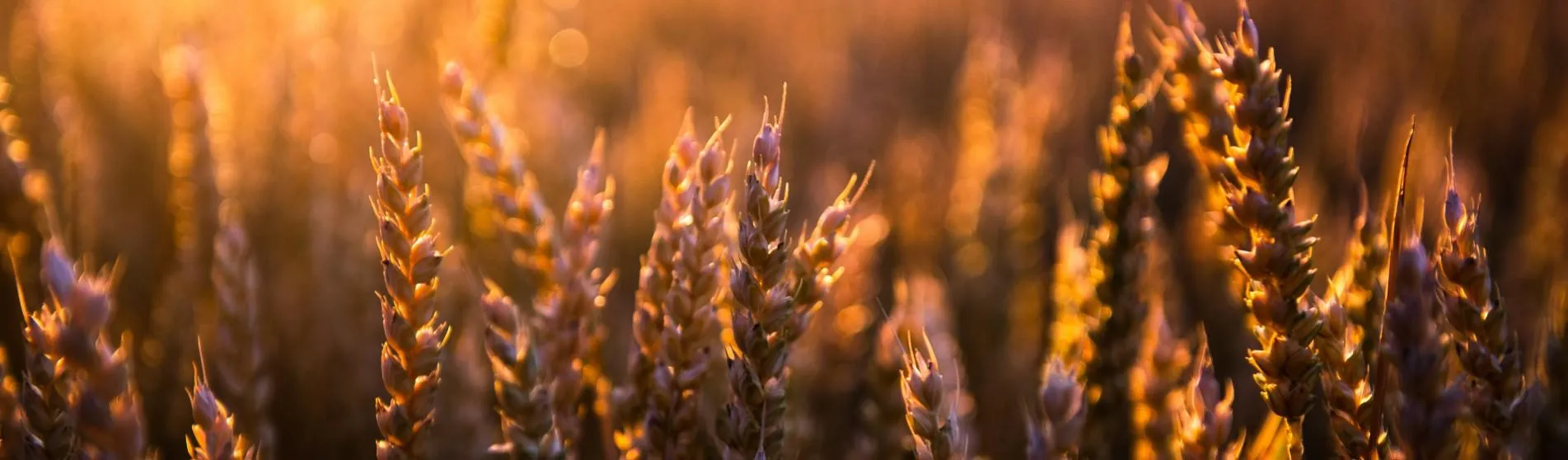 wheat in sunset-by-jacek-dylag-1903x558