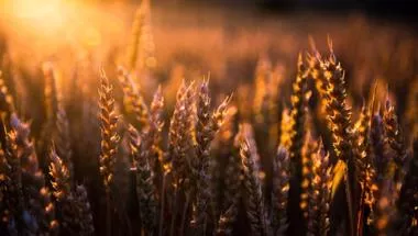 Wheat in sunset.