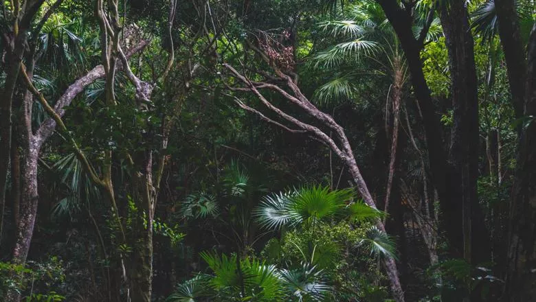 Trees in rainforest