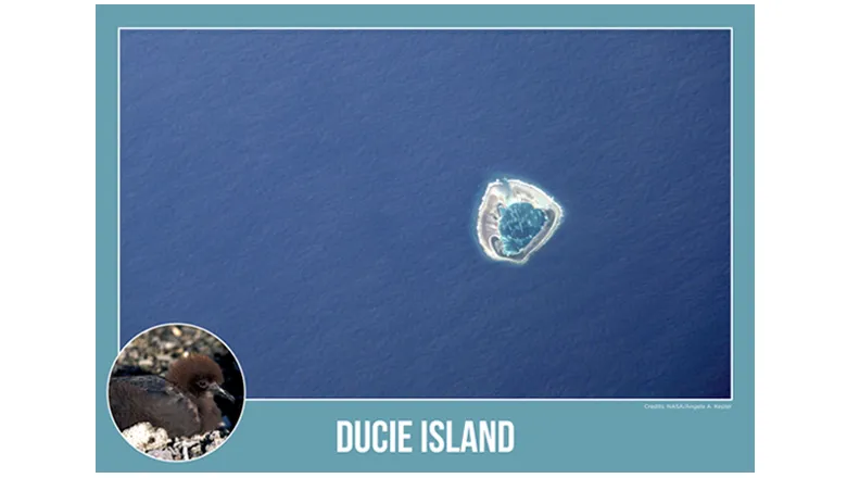 Image of Dulcie Island and a Murphy petrel bird formatted as a postcard