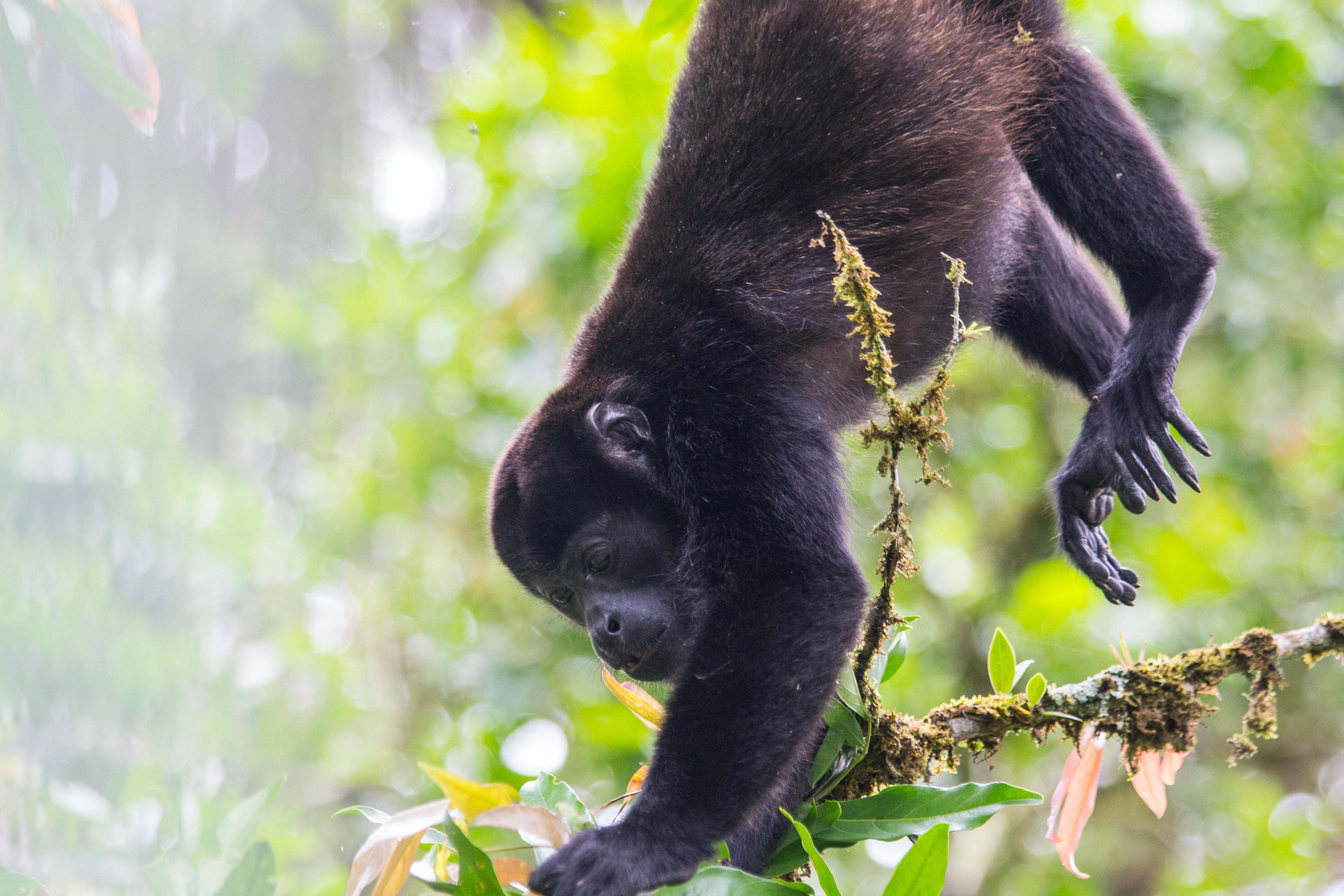 Howler monkey hanging from a tree and eating by Stefanie Kaupa