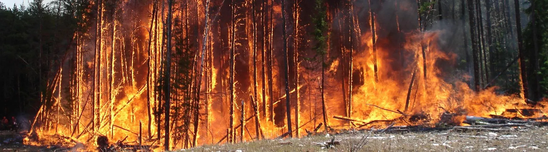 forest fire