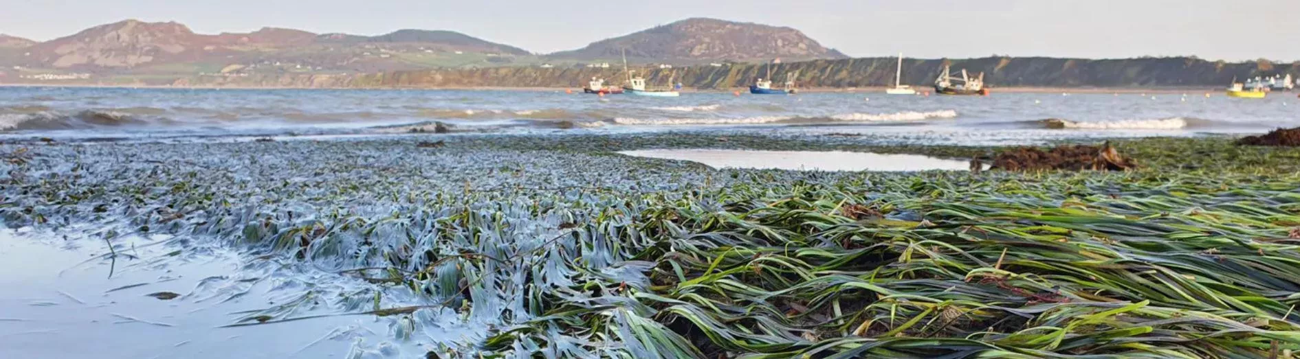 Seagrass in Wales