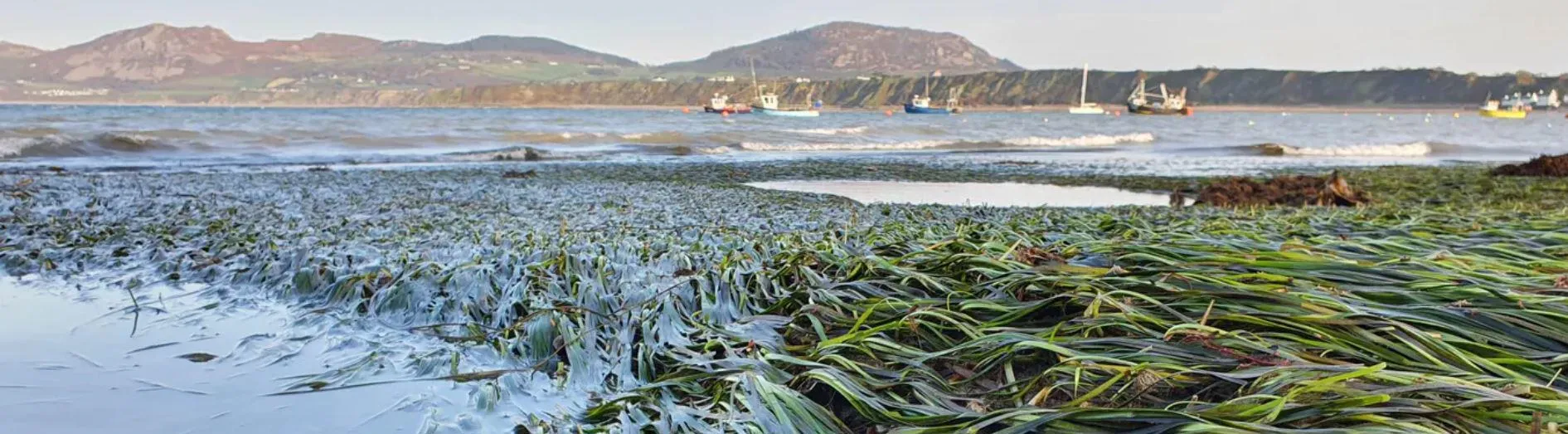 Seagrass in Wales