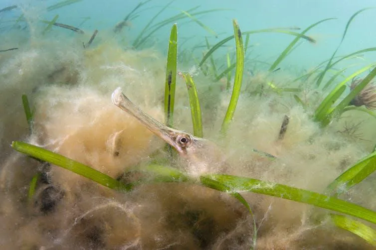 Seagrass meadows support UK species such as the greater pipefish (Syngnathus acus)