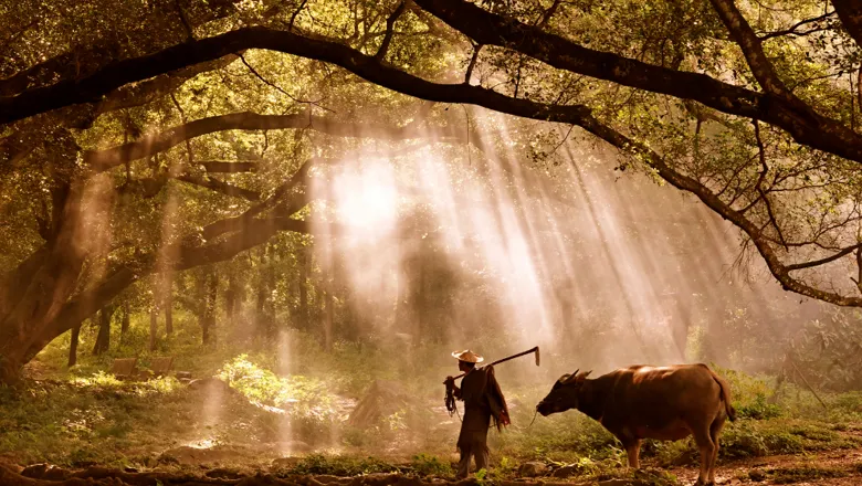 Man and cow walking through forest in Cambodia