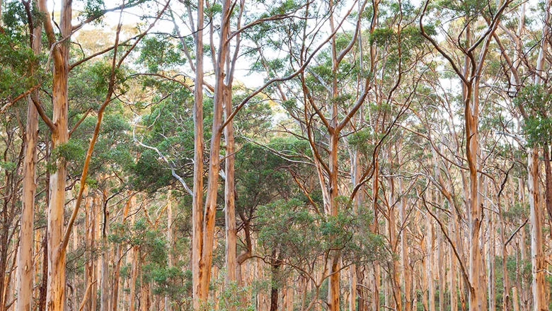 Trees in Australia