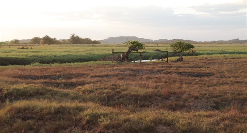Top Paddock
