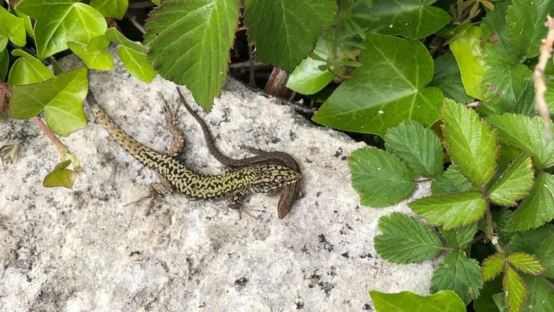 One of the photos captured by Dr Paul Sagar