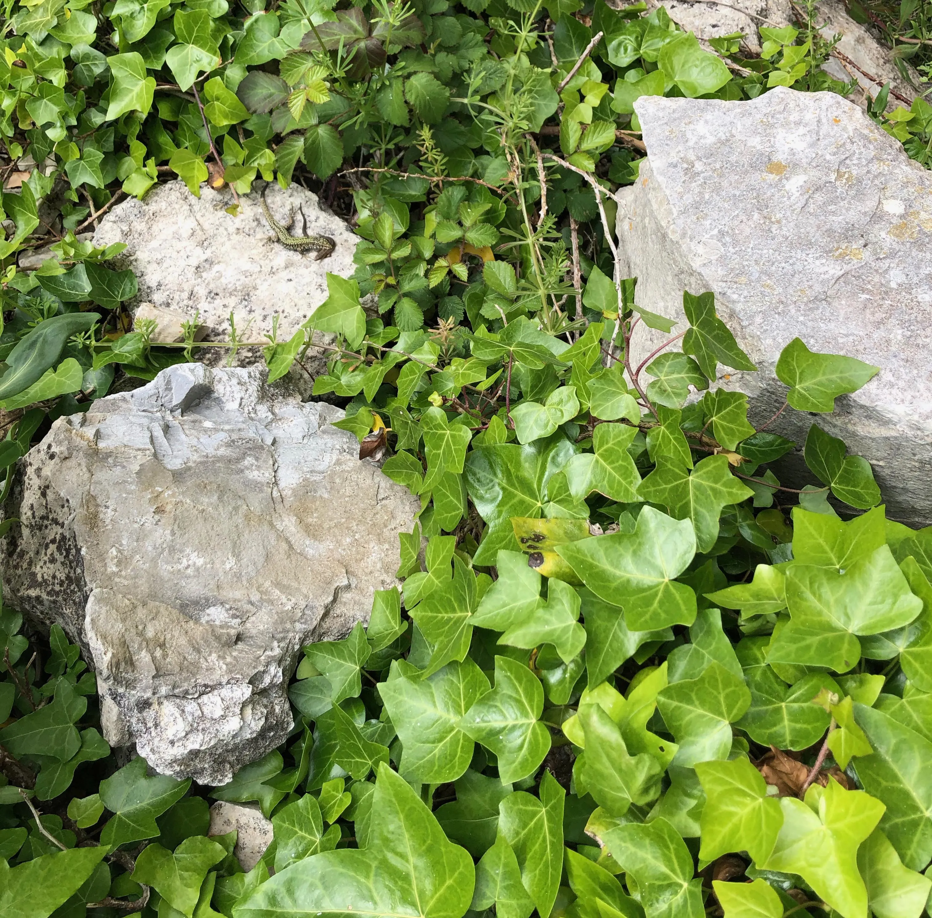 Dr Sagar was climbing in Dorset when he spotted the lizards