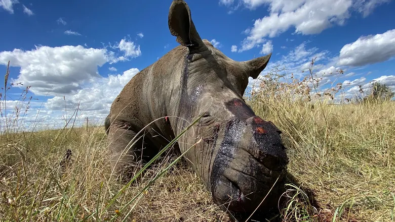 RhinoPoaching