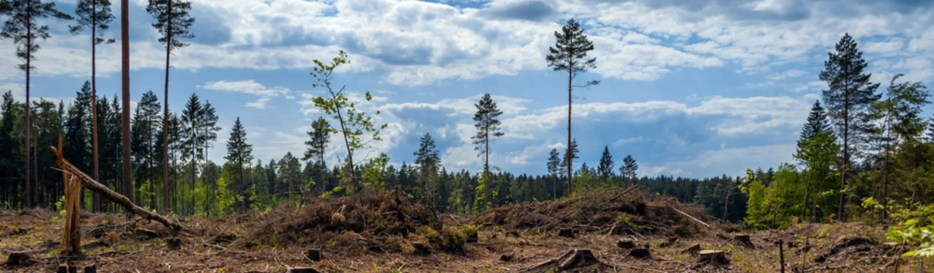 COP30 1903 x 558 Pauline Heinrichs