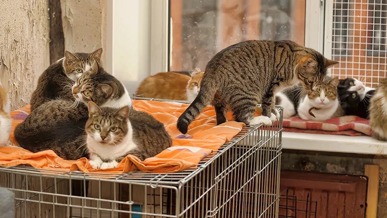Cats in a cat shelter