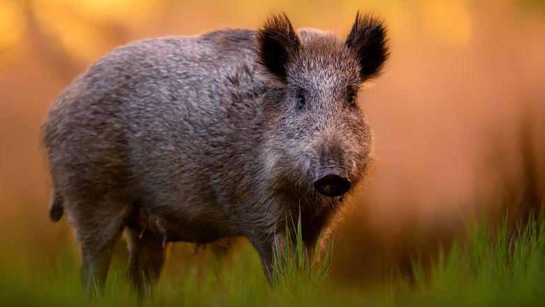 boar