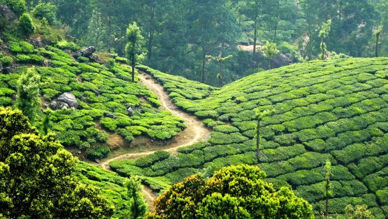 India Munnar tea plantation