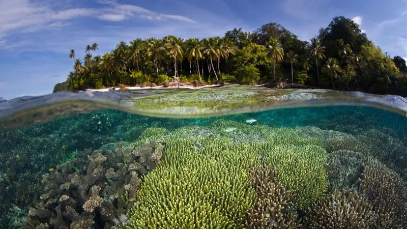 Indo-pacific reefs large