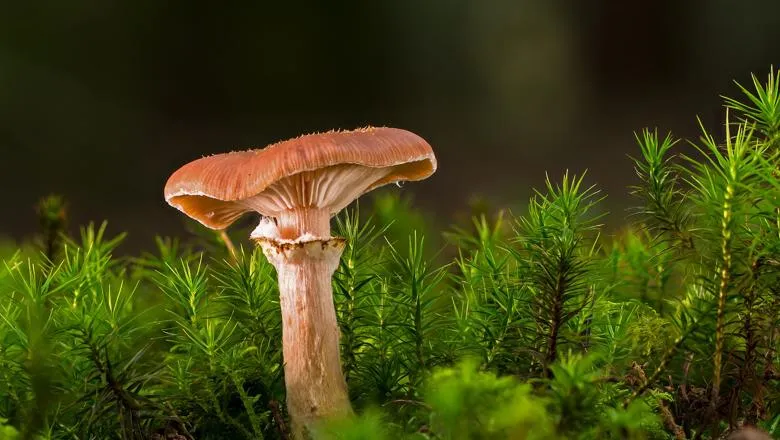 Mushrooms in the wild stock photo
