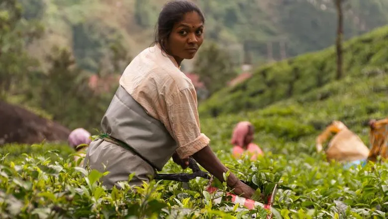Tea plantation workers Kerala