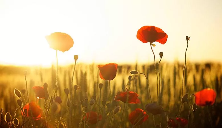 A field of poppies backlit by the sun