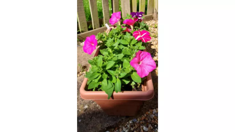 Purple petunia flowers growing in a container