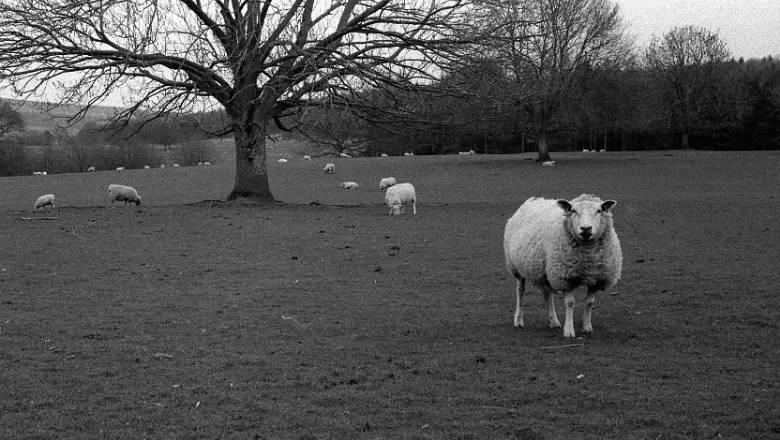 A black and white photo of sheep in a field by Mark Paul