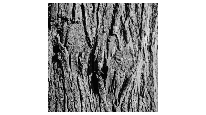 A close-up shot of a tree trunk.