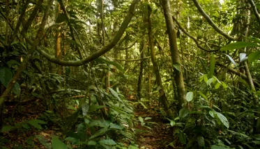 Brazilian rainforest