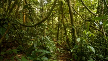 Brazilian rainforest