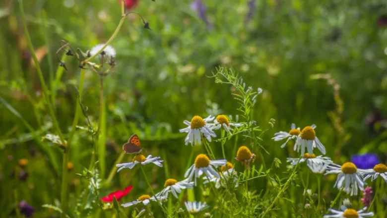 A field of wildflowers with a monarch butterfly