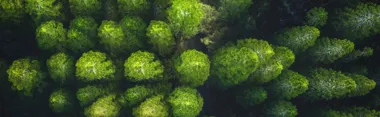 sustainability-treetop-hero