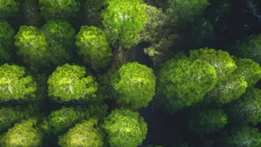 sustainability-treetop-hero