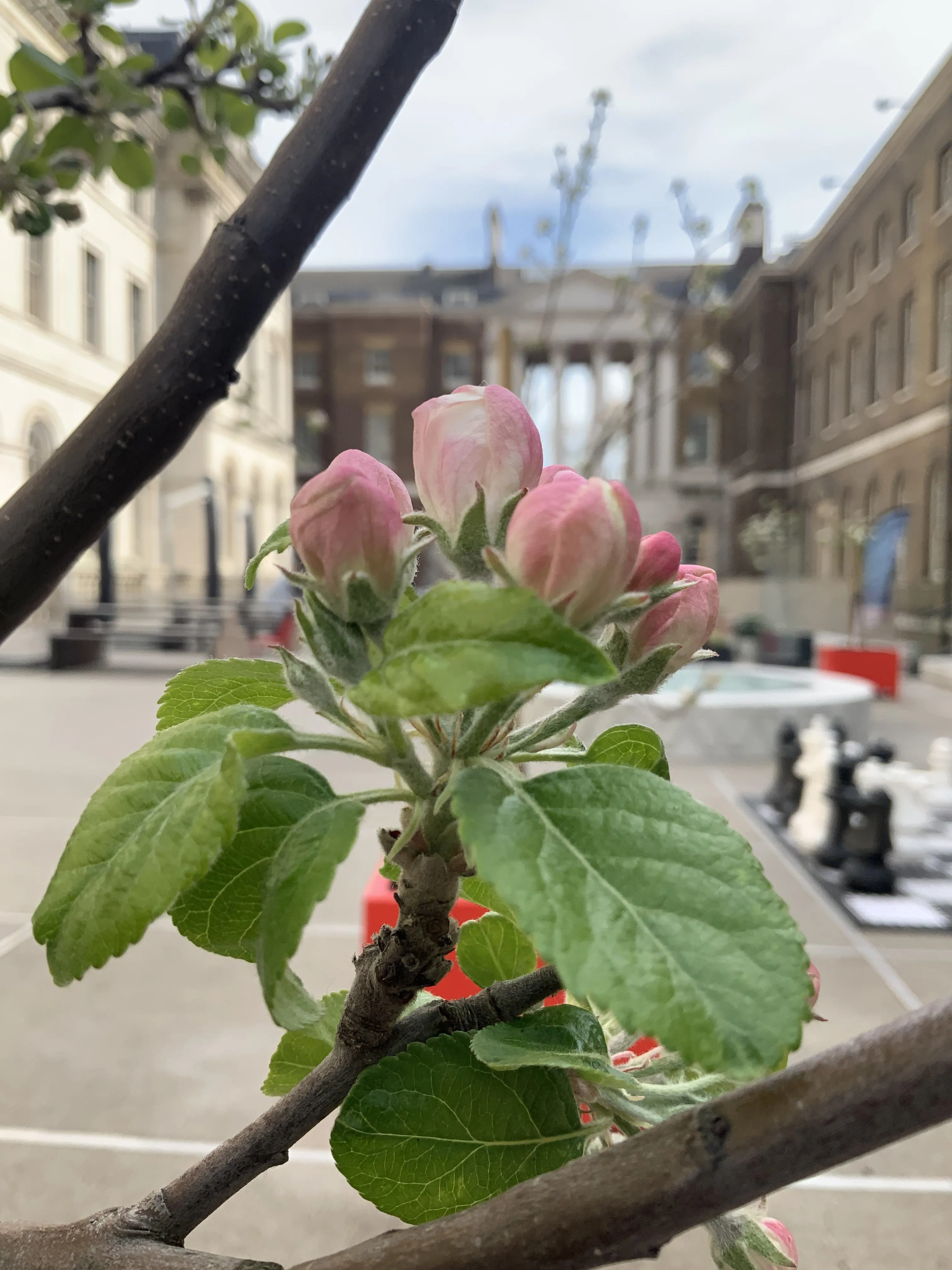 A close up of apple blossoms with the Strand courtyard in the background