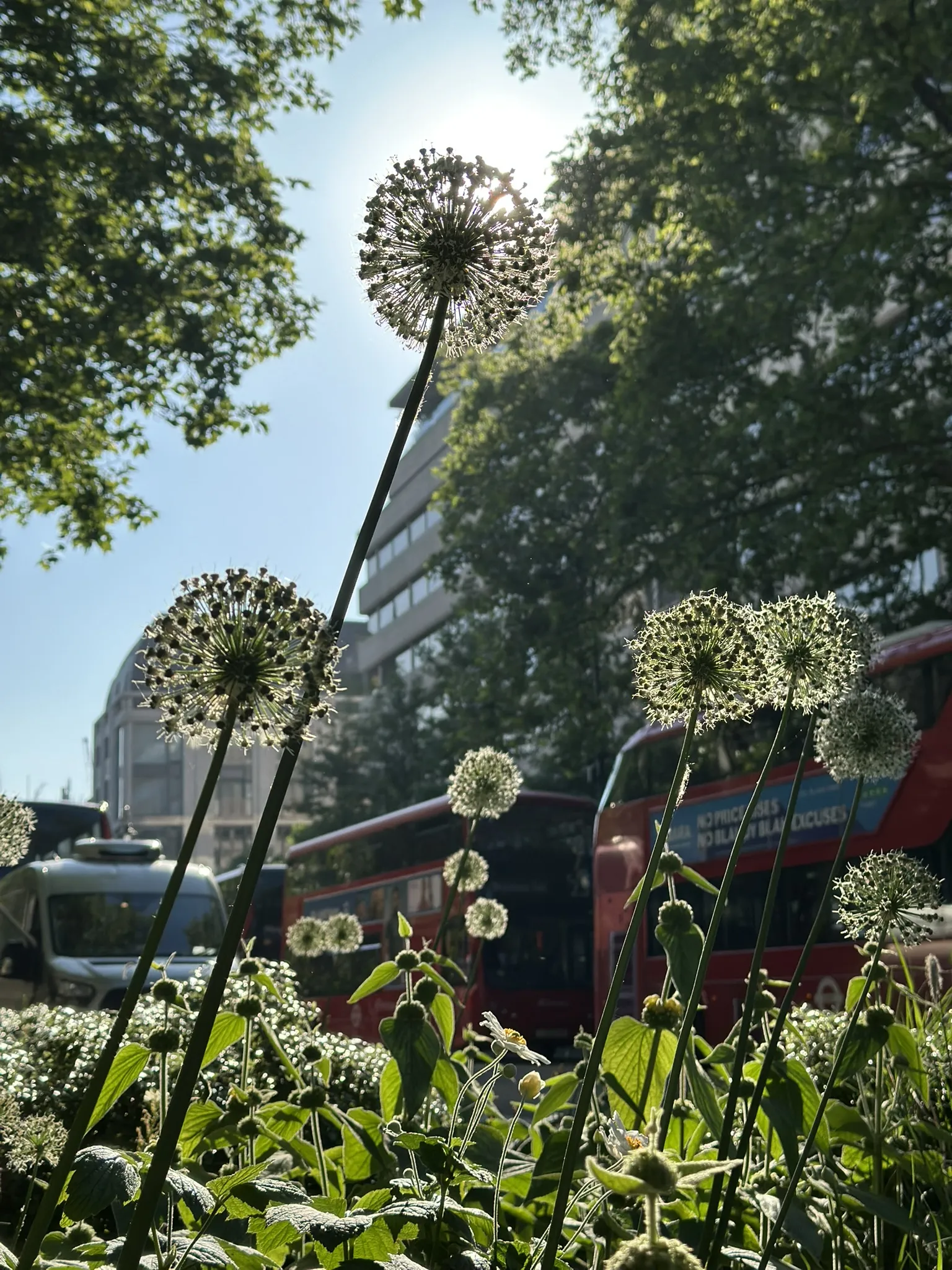 Alliums on the strand