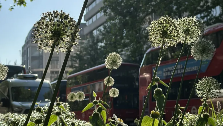Alliums on the strand, a photo taken by Rebecca Broadley
