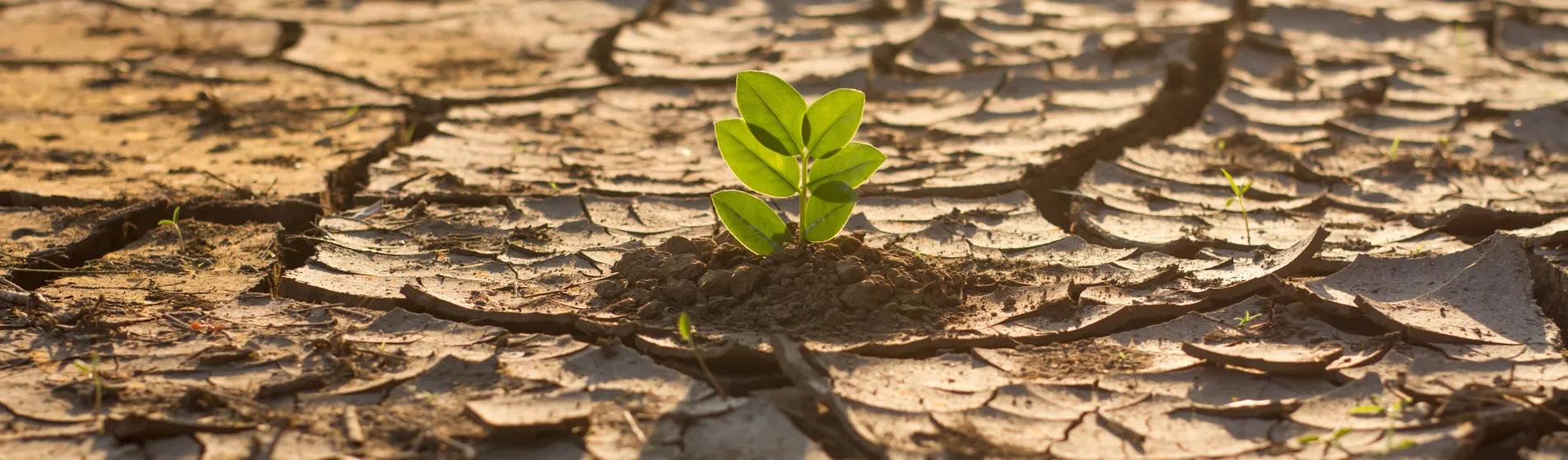 Seedling in drought hero