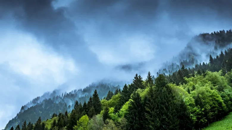 Trees on a hill with low cloud