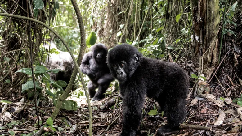 Two young gorillas in the Virunga National Park