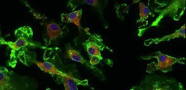 Immunology and Immunotherapy Programme Header