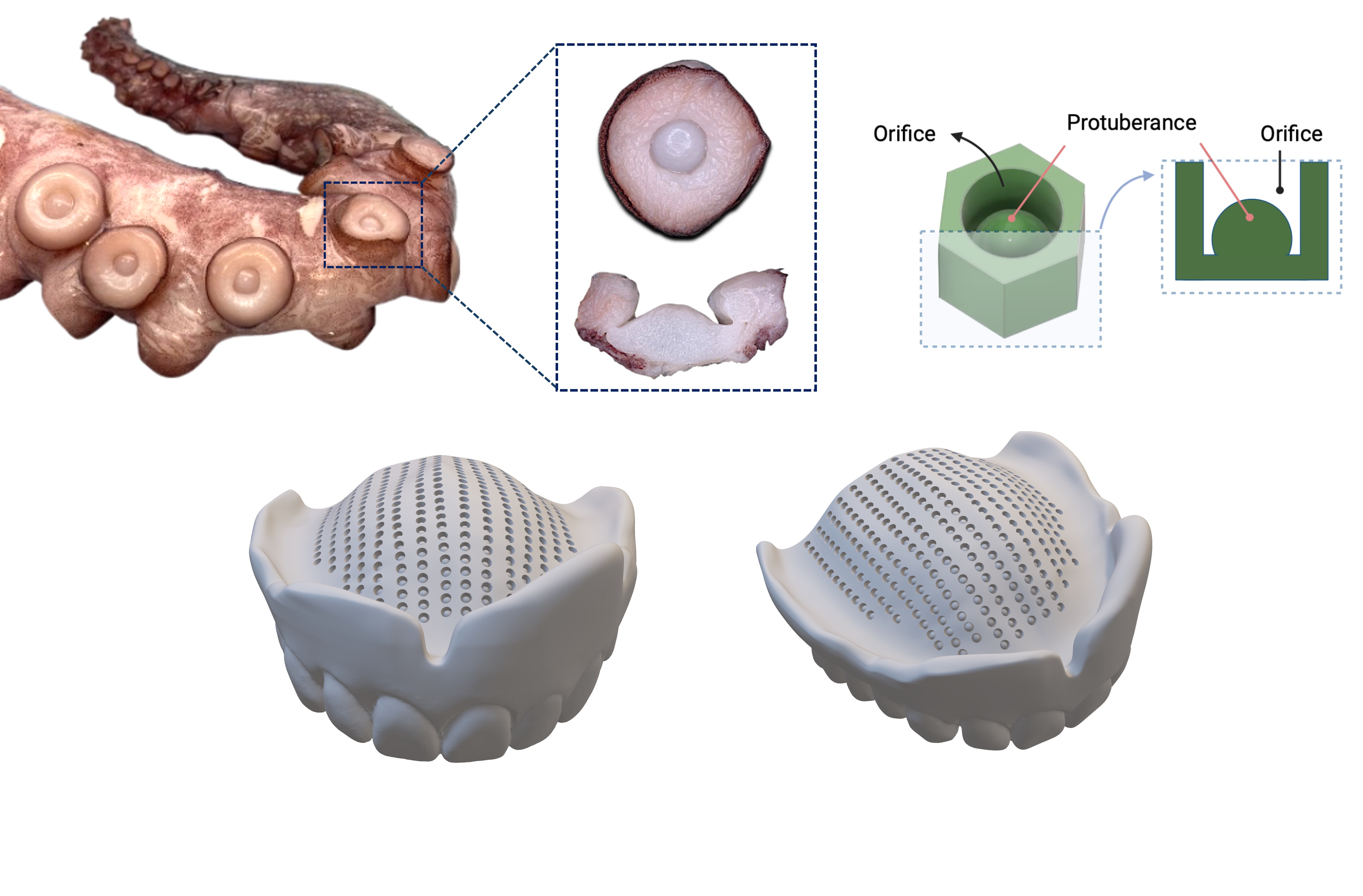 Computer simulation of dentures with the octopus tentacles that inspired them
